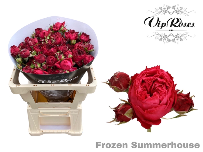R TR FROZEN SUMMERH