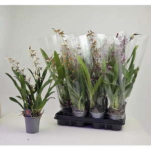 ORCHIDEEEN GEM