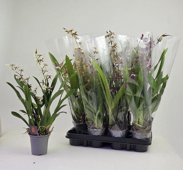 <h4>ORCHIDEEEN GEM</h4>