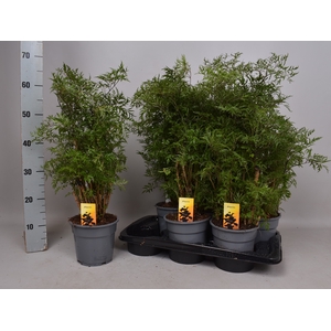 POLY FRUTICOSA