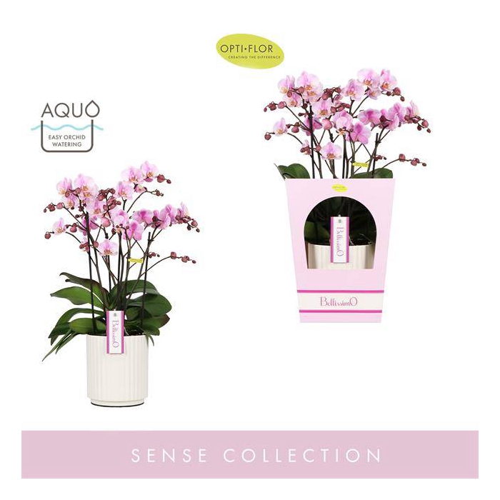 <h4>Phalaenopsis MF Bellissimo Pink 15Ø 50cm 4st 100fl</h4>