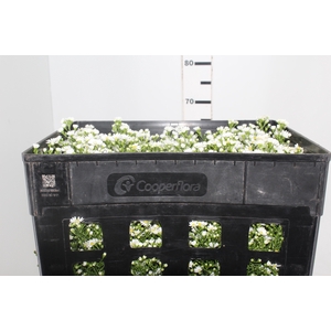 ASTER MARIANA 070 CM BRANCO/ROSA