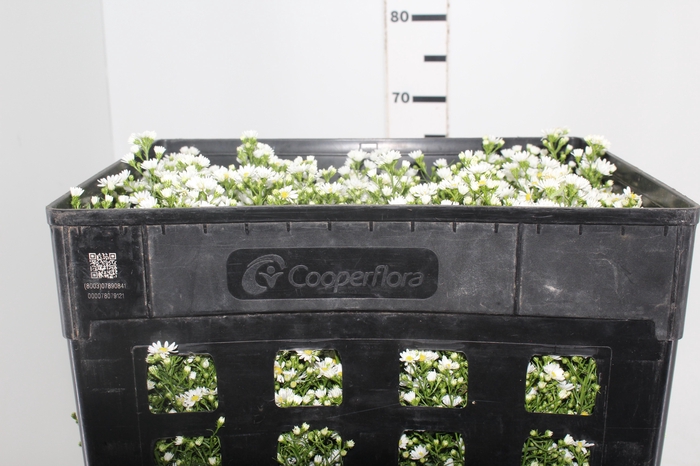 <h4>ASTER MARIANA 070 CM BRANCO/ROSA</h4>