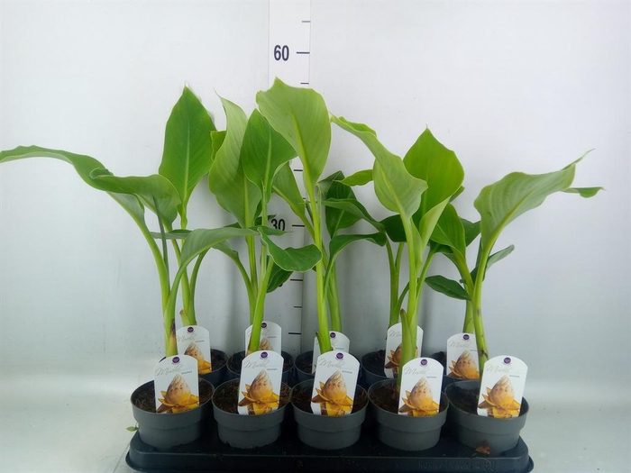 <h4>Musella lasiocarpa</h4>