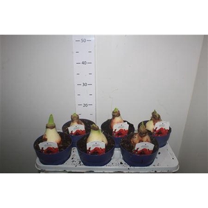 Hipp Danu 2 Branches