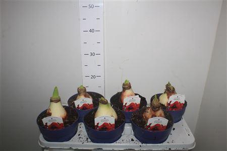 <h4>Hipp Danu 2 Branches</h4>