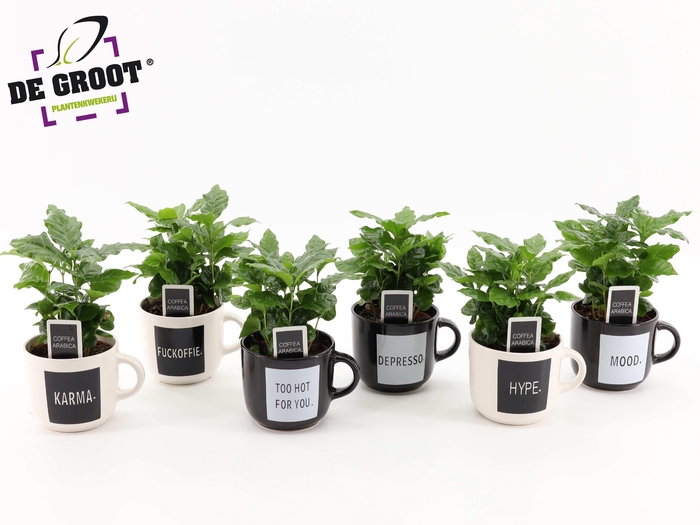 <h4>Coffea in koffiemok "quotes"</h4>