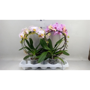 Phalaenopsis   ...