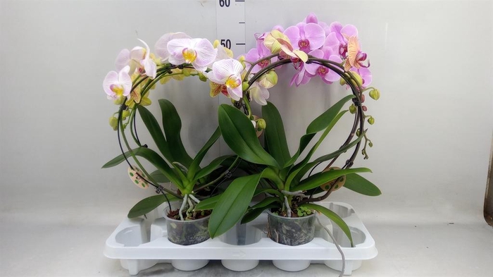<h4>Phalaenopsis ...</h4>