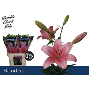 LI LA BRINDISI