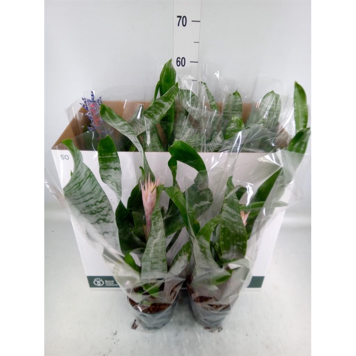 <h4>Aechmea   ...mix</h4>