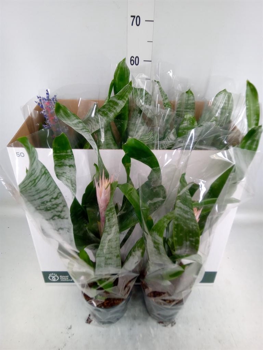 <h4>Aechmea ...mix</h4>