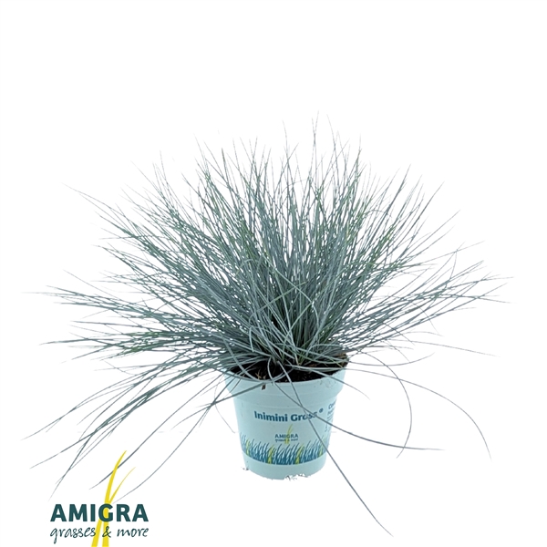 <h4>Festuca glauca CompactA Blue®</h4>