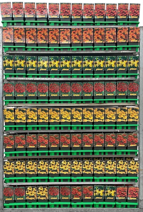 <h4>Helenium</h4>