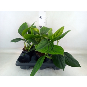 Monstera   ...