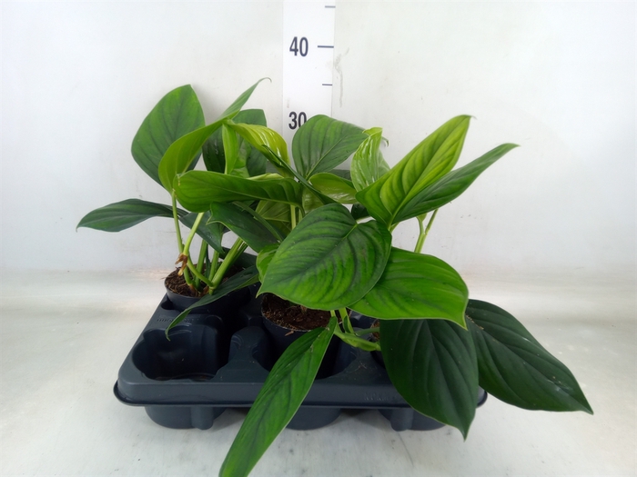 <h4>Monstera   ...</h4>