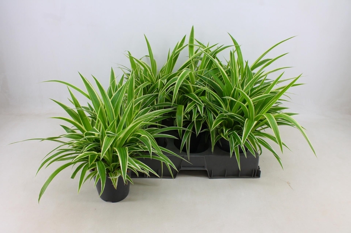 <h4>CHLOR COM OCEAN</h4>