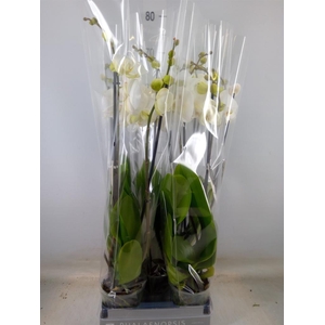 Phalaenopsis  'White World'