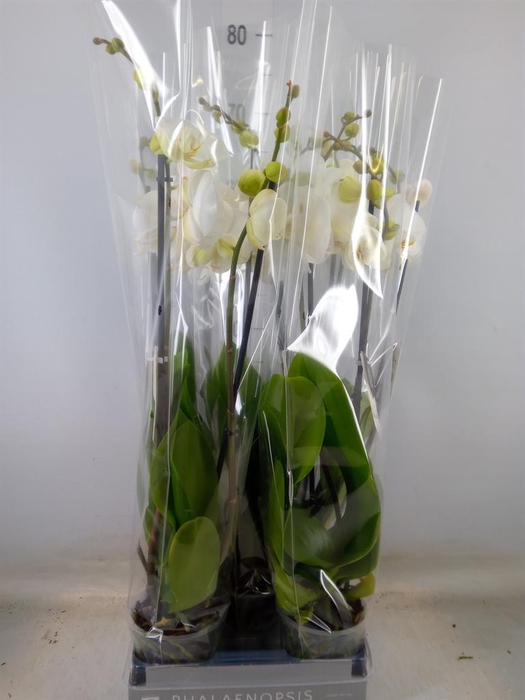 <h4>Phalaenopsis  'White World'</h4>