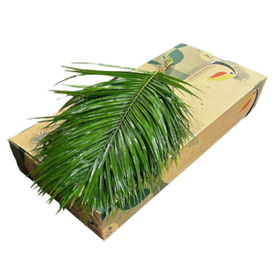 PHOENIX ROEBELINII 60 CM BROWN BOX