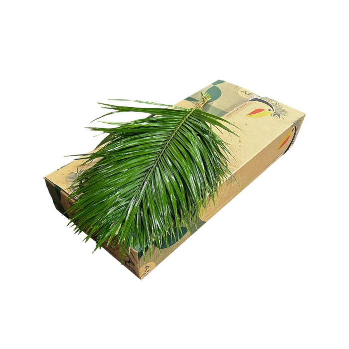 <h4>PHOENIX ROEBELENI 80 CM TUKAN</h4>