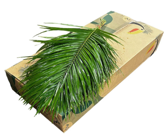 <h4>PHOENIX ROEBELINII 60 CM BROWN BOX</h4>