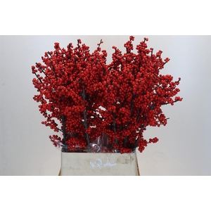 Ilex Rood