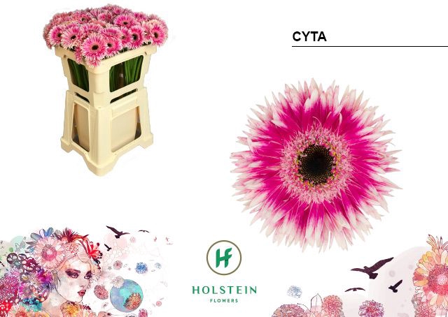 <h4>Germini Spider Cyta Water</h4>