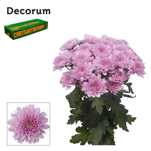 Chr T Kalimba Decorum