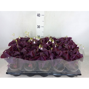 Oxalis trian.