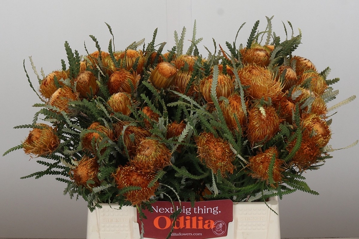 <h4>Banksia Dryandra</h4>