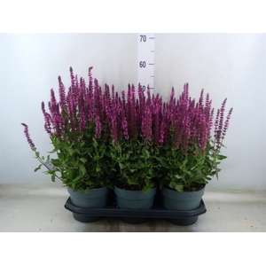 Salvia nemorosa   ...