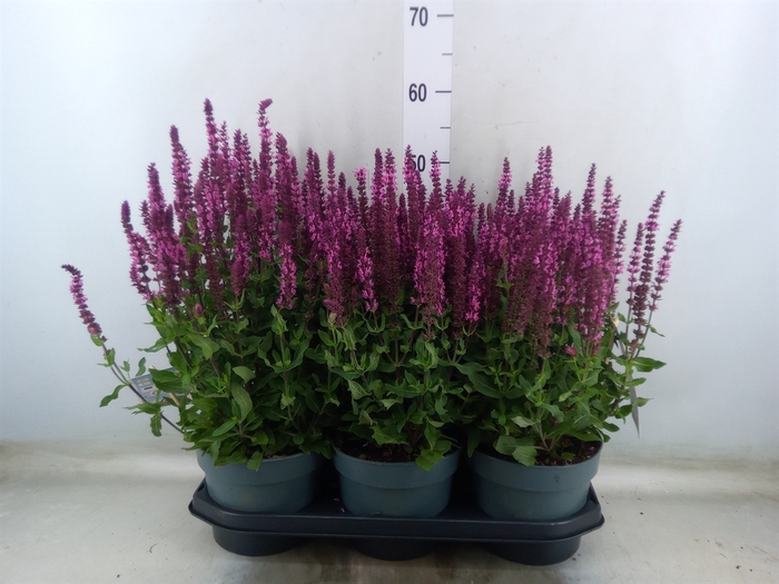 <h4>Salvia nemorosa   ...</h4>