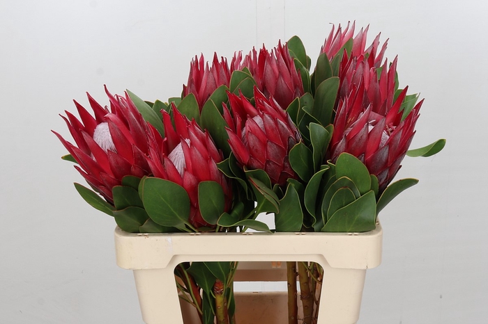 <h4>Protea Cynaroides Madiba</h4>