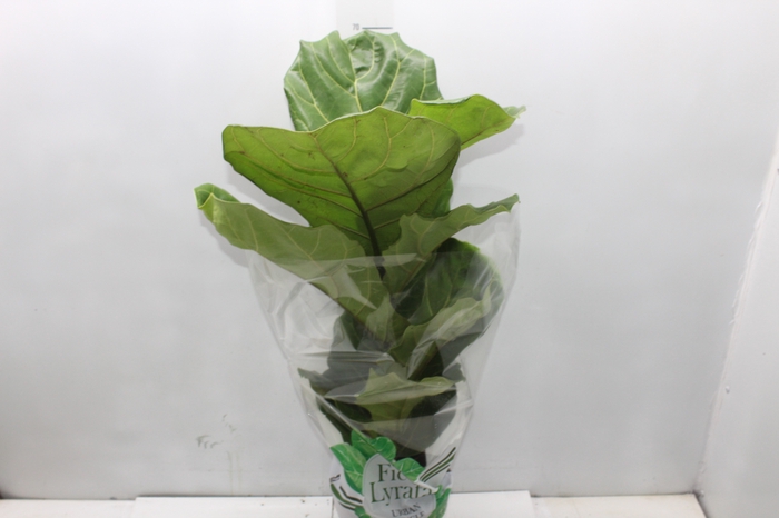 <h4>FICUS LYRATA P17</h4>