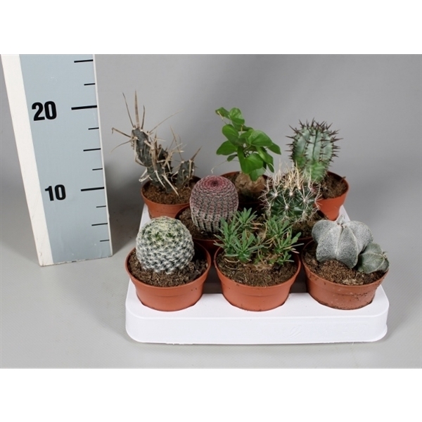 <h4>Cactus 8,5 cm aparte mix</h4>