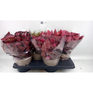 Begonia BD rex 'Beleaf' ...mix