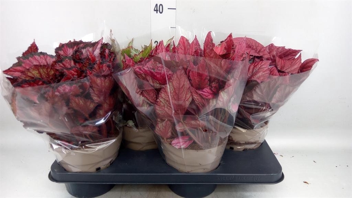 <h4>Begonia BD rex 'Beleaf' ...mix</h4>
