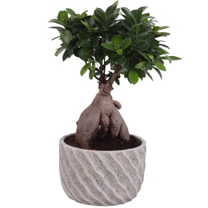 Ficus m. Ginseng Ball Shape Ø18cm in Ø20cm Ceramic NT668