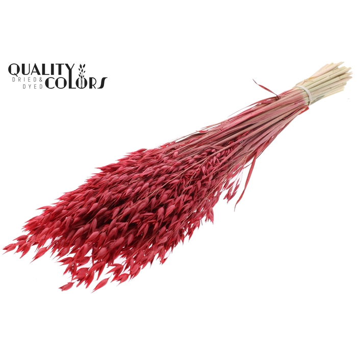 <h4>Avena Premium per bunch Red</h4>