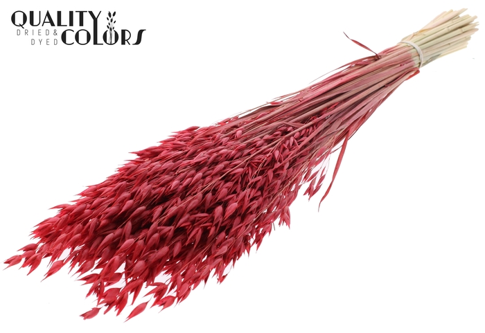 Avena Premium per bunch Red