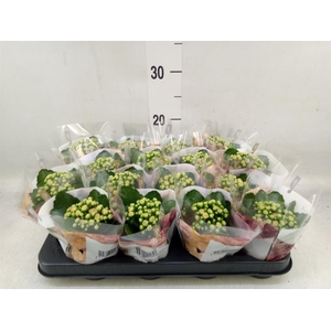 Kalanchoe blos. 'RosDon Alano'