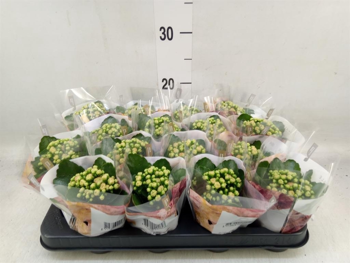 <h4>Kalanchoe blos. 'RosDon Alano'</h4>