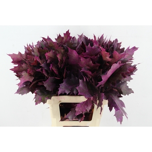 QUERC RUBRA 60CM ERICA