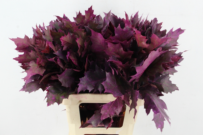 <h4>QUERC RUBRA 60CM ERICA</h4>