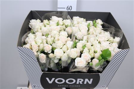 <h4>Rosa TR 'Royal Porcelina'</h4>