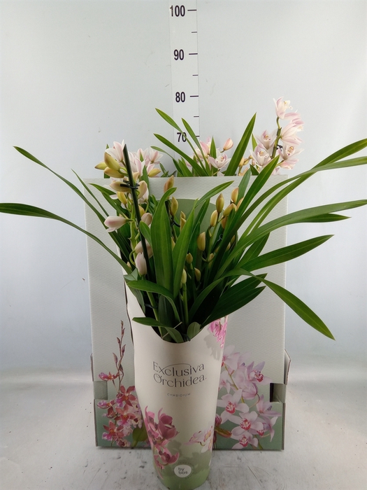 <h4>Cymbidium   ...</h4>