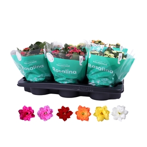 Kalanchoe Rosalina 15cm mix