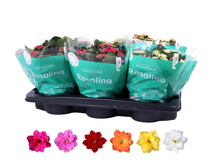 <h4>Kalanchoe Rosalina 15cm mix</h4>