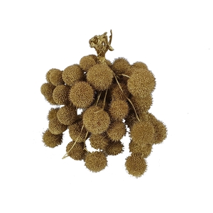 Small ball per bunch in poly Gold
